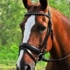 KL Select Red Barn Cadence Dressage Bridle -Riding Apparel Store CADENCE