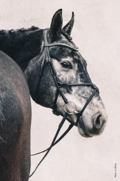 Schockemohle Rio Select Anatomical Bridle -Riding Apparel Store scho2